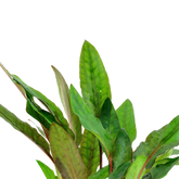 108A 咖啡椒草 Cryptocoryne beckettii 'Petchii'